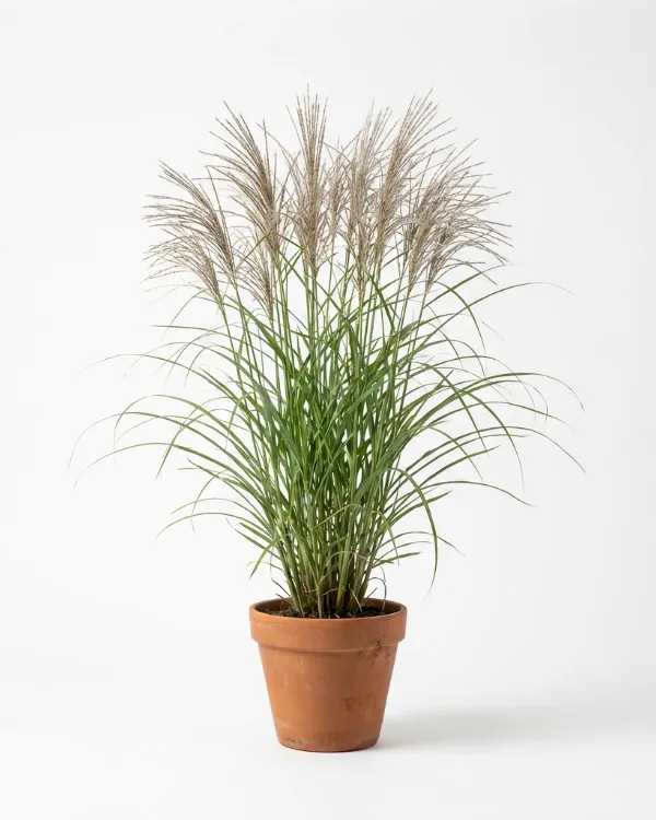 Elefantgräs — Miscanthus giganteus