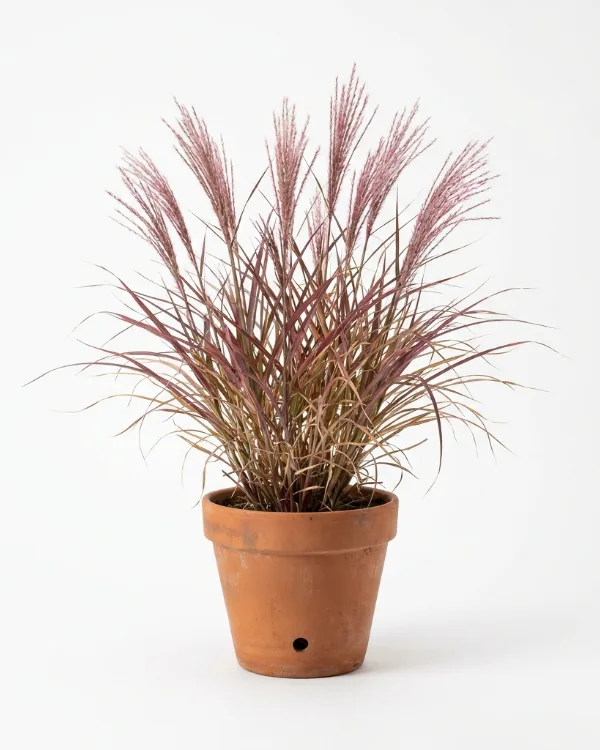 Glansmiskantus (stor kruka) — Miscanthus sinensis 'Dronning Ingrid' (stor kruka)