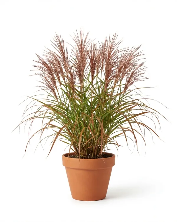 Glansmiskantus — Miscanthus sinensis 'Ferner Osten'