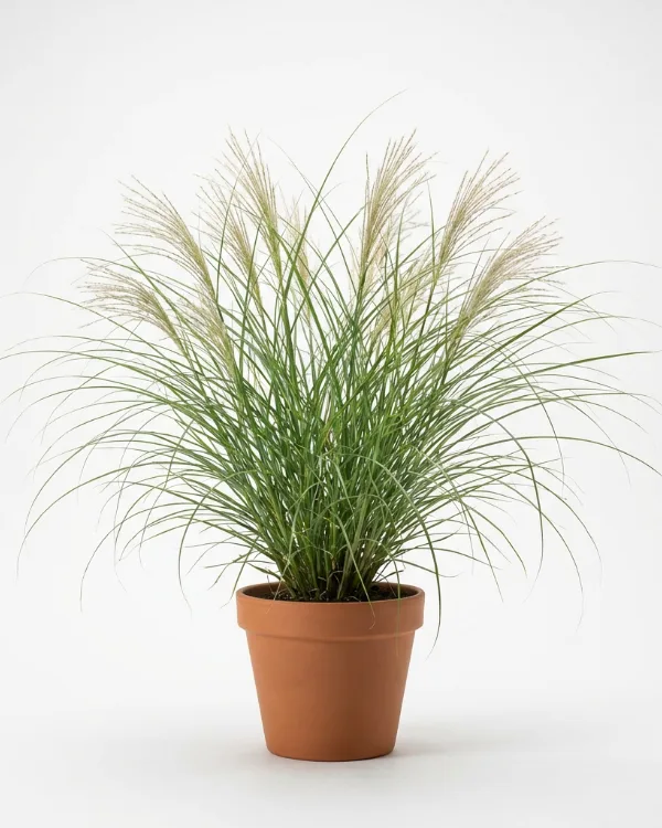 Glansmiskantus — Miscanthus sinensis 'Gracillimus'