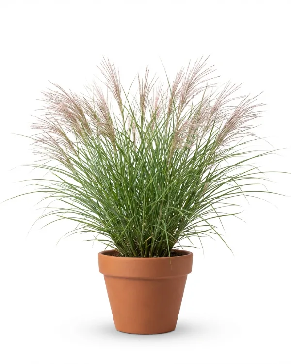 Glansmiskantus — Miscanthus sinensis 'Kleine Silberspinne'