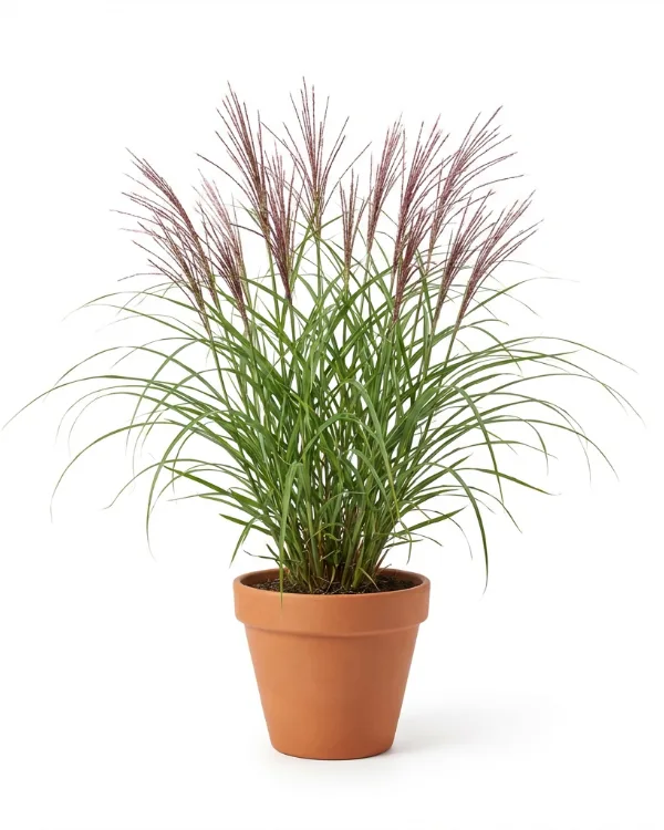 Glansmiskantus — Miscanthus sinensis 'Malepartus'