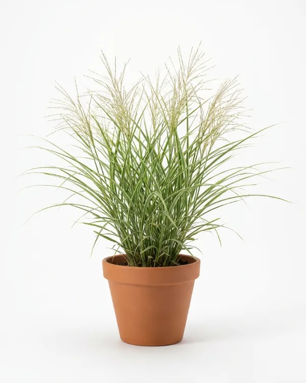 Glansmiskantus — Miscanthus sinensis 'Morning Light'