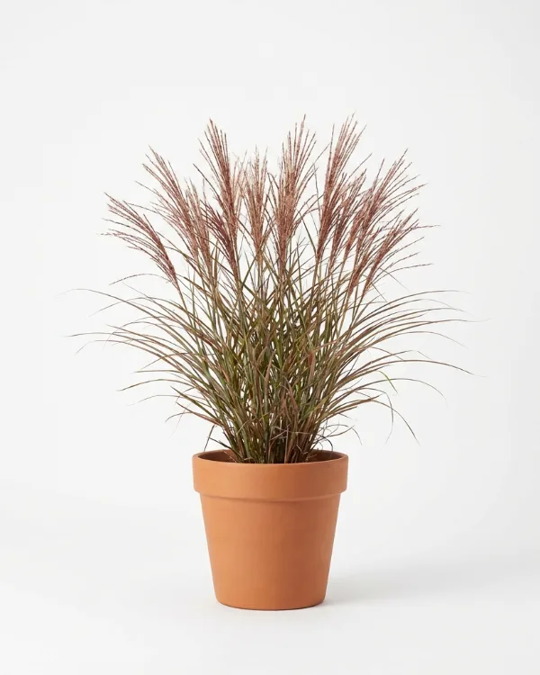 Glansmiskantus — Miscanthus sinensis 'Red Chief'