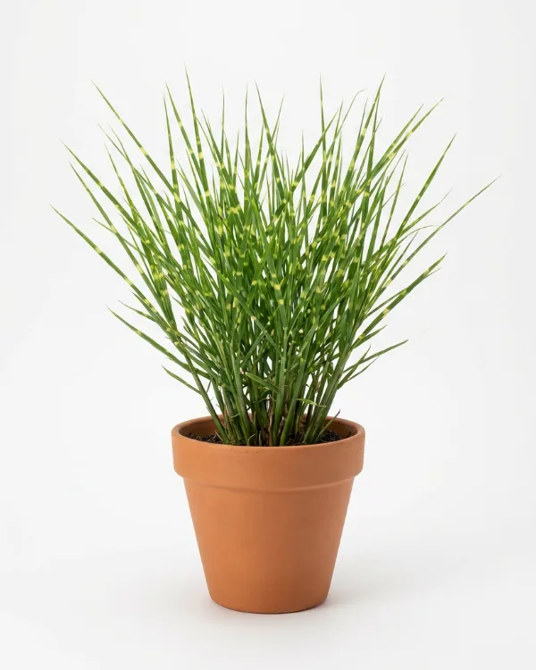 Zebragräs — Miscanthus sinensis 'Strictus'