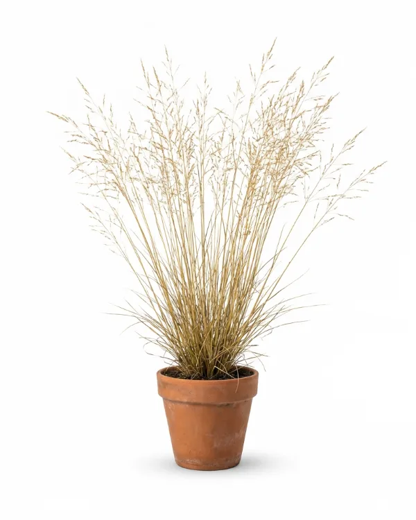 Jättetåtel — Molinia arundinacea 'Transparent'