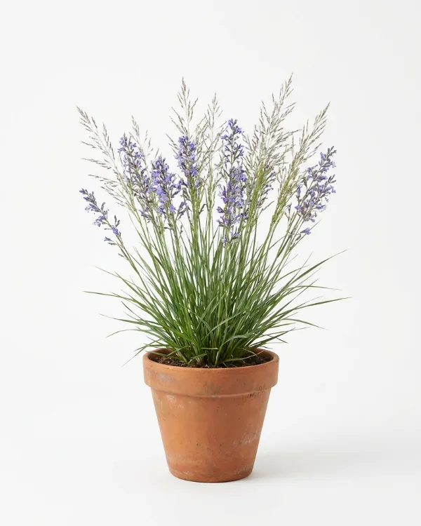 Blåtåtel (liten kruka) — Molinia caerulea 'Edith Dudszus' (liten kruka)