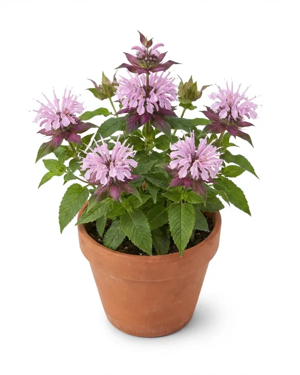 Temynta — Monarda 'Beauty of Cobham'