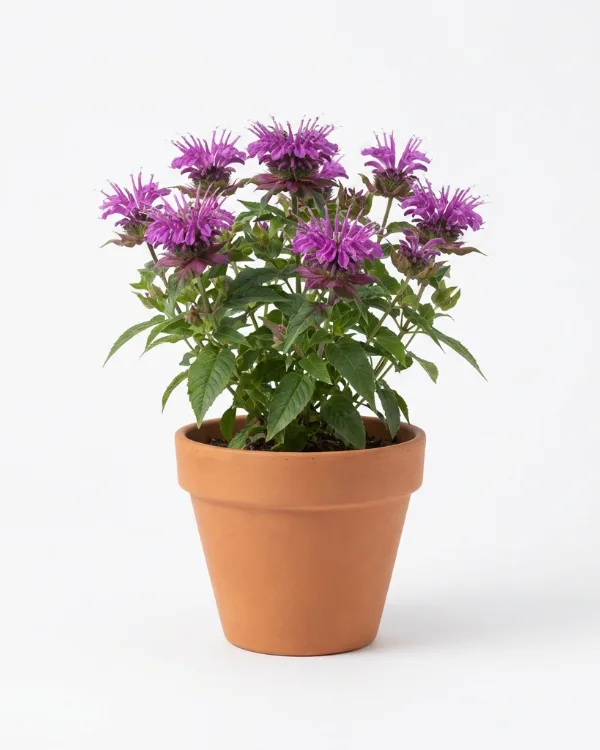 Temynta — Monarda BEE-HAPPY