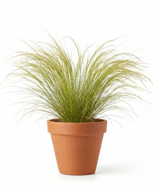 Svanfjädergräs — Nasella tenuissima 'Ponytails' (Stipa)