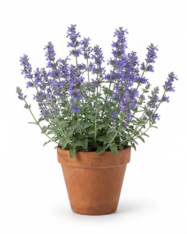 Kantnepeta — Nepeta faassenii 'Amelia'