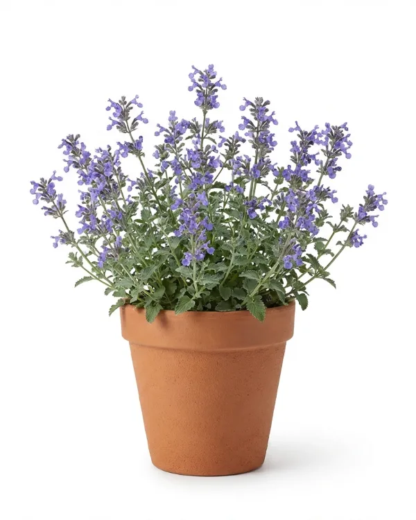 Kantnepeta — Nepeta faassenii 'Blue Wonder'