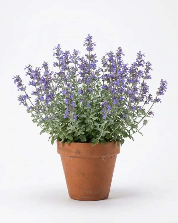 Kantnepeta — Nepeta faassenii 'Gletschereis'
