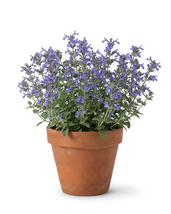 Kantnepeta — Nepeta faassenii JUNIOR WALKER