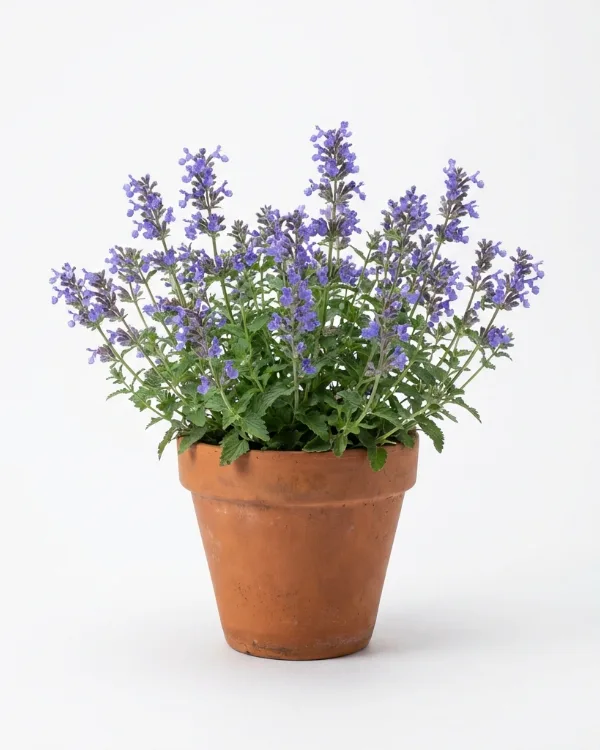 Kantnepeta — Nepeta faassenii