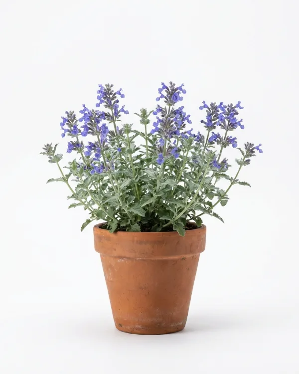 Kantnepeta — Nepeta faassenii 'Purrsian Blue'