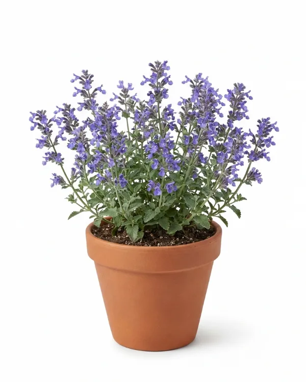 Kantnepeta — Nepeta faassenii 'Six Hills Giant'