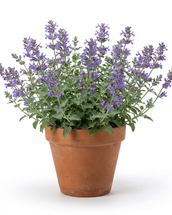 Kantnepeta — Nepeta faassenii 'Sylvester Blue'