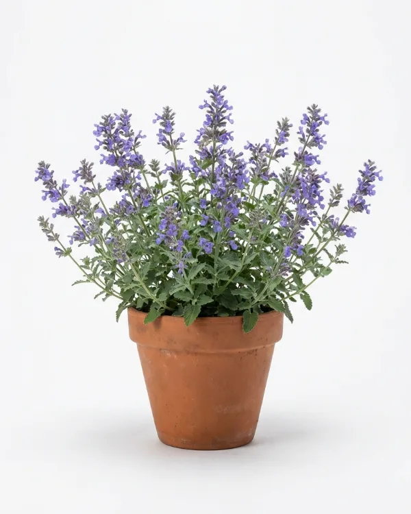 Kantnepeta — Nepeta faassenii 'Walker´s Low'