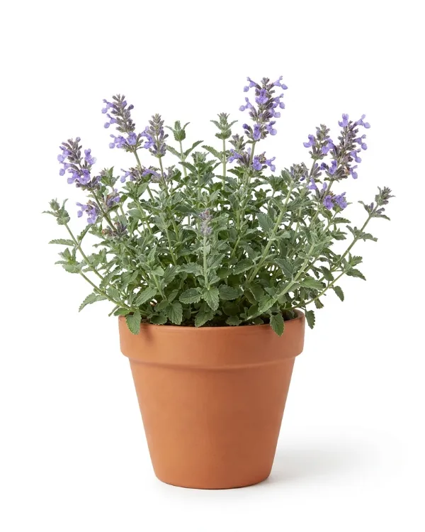 Bergnepeta — Nepeta racemosa 'Linghem' G.K.