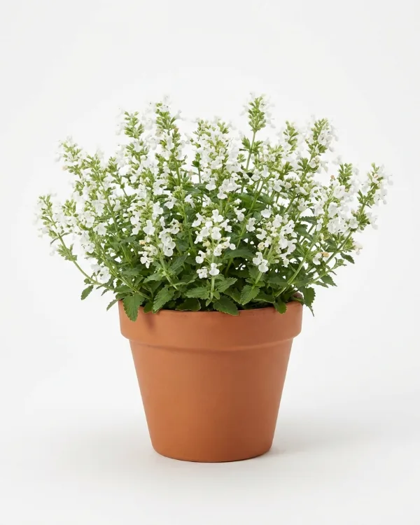Bergnepeta — Nepeta racemosa 'Snowflake'