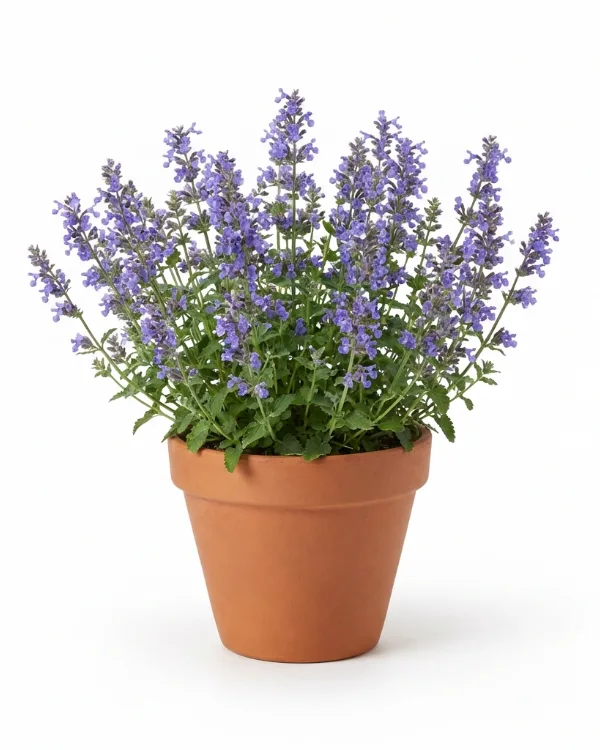 Bergnepeta — Nepeta racemosa 'Superba'