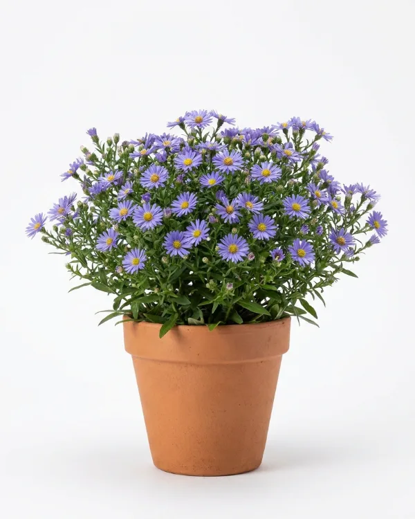 Oktoberaster — Symphyotrichum novi-belgii (Okt.) 'Early Blue'
(Aster dumosus 'Early Blue')