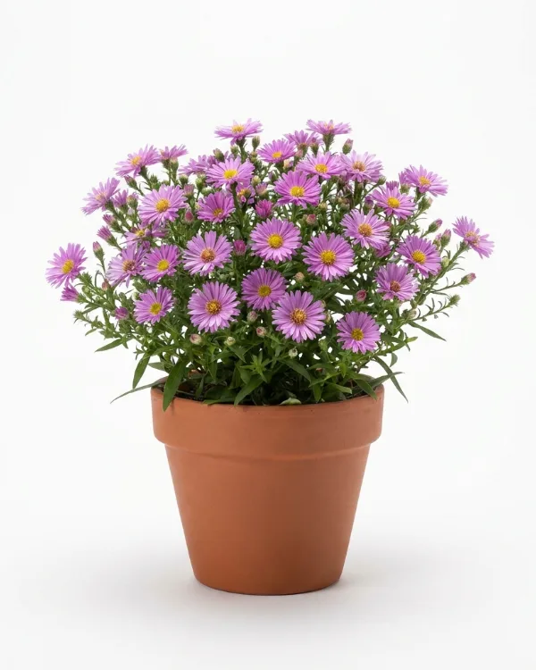 Oktoberaster — Symphyotrichum novi-belgii (Okt.) 'Jenny'
(Aster dumosus 'Jenny')