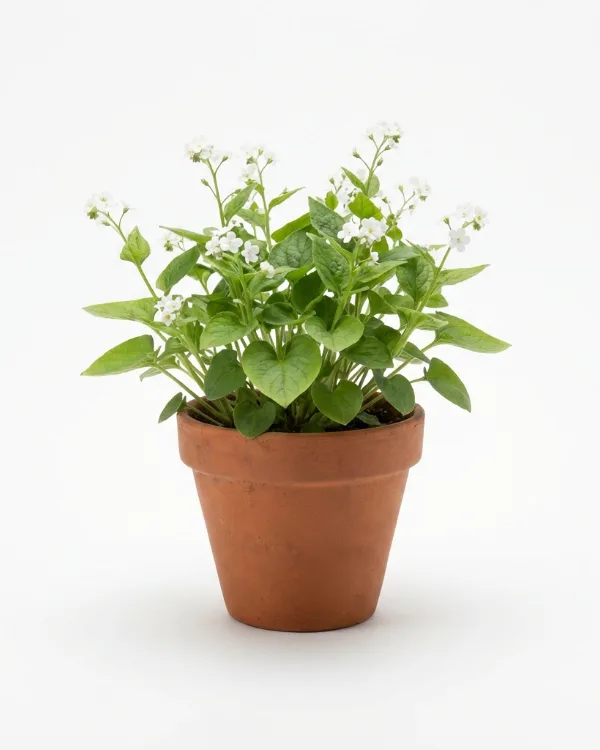 Ormöga — Omphalodes verna 'Alba'