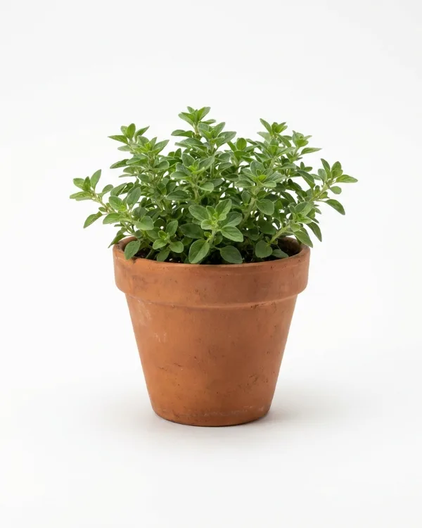 Oregano, Kungsmynta — Origanum vulgare 'Compactum'
