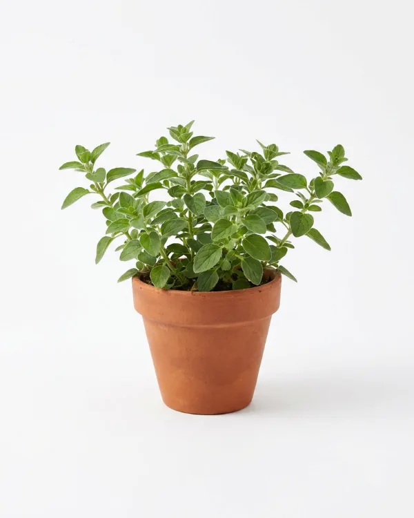 Oregano, Kungsmynta — Origanum vulgare