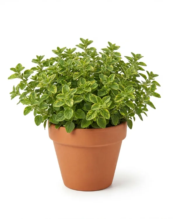 Oregano, Kungsmynta — Origanum vulgare 'Thumble´s Variety'