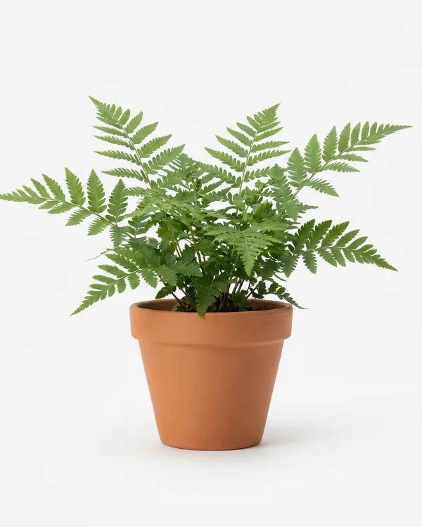 Safsa, Kungsbräken — Osmunda regalis