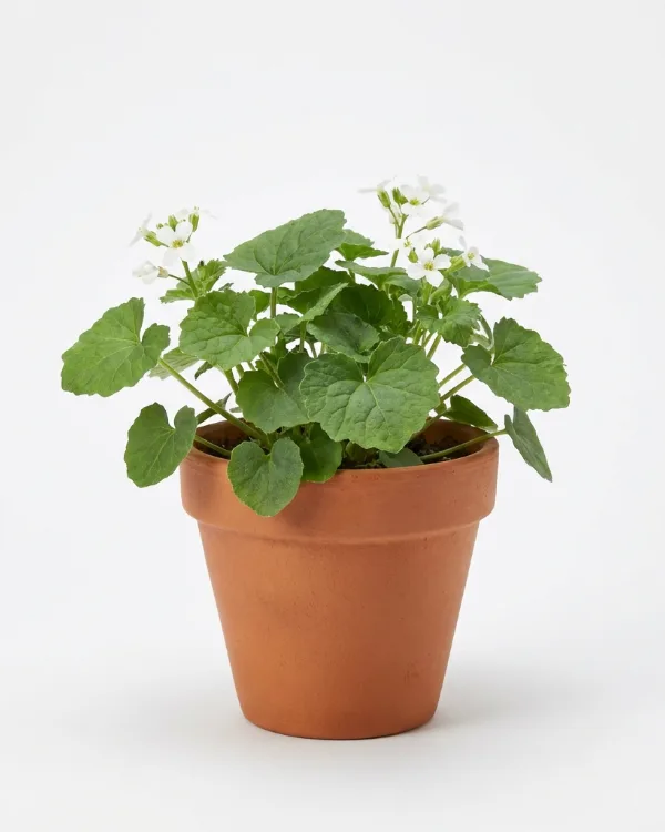 Jätteskärvfrö — Pachyphragma macrophyllum