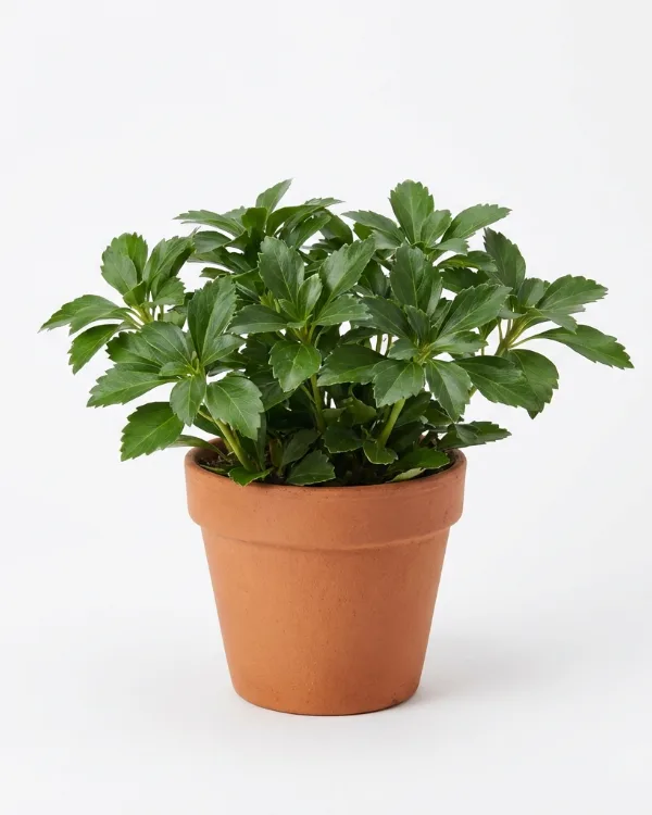 Skuggröna — Pachysandra terminalis 'Green Carpet'