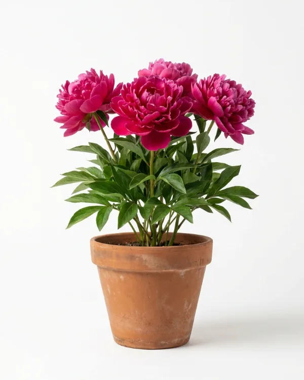 Luktpion — Paeonia lactiflora 'Alexander Flemming'