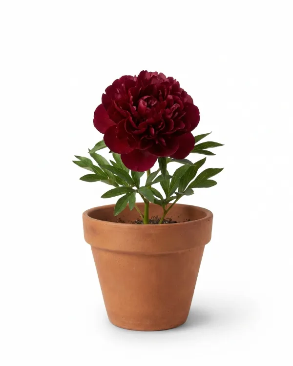 Luktpion — Paeonia lactiflora 'Buckeye Belle'