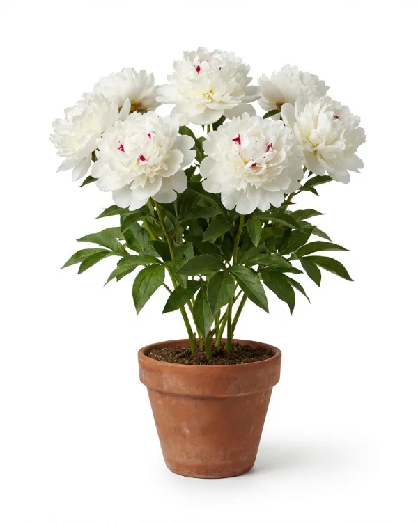 Luktpion — Paeonia lactiflora 'Festiva Maxima'