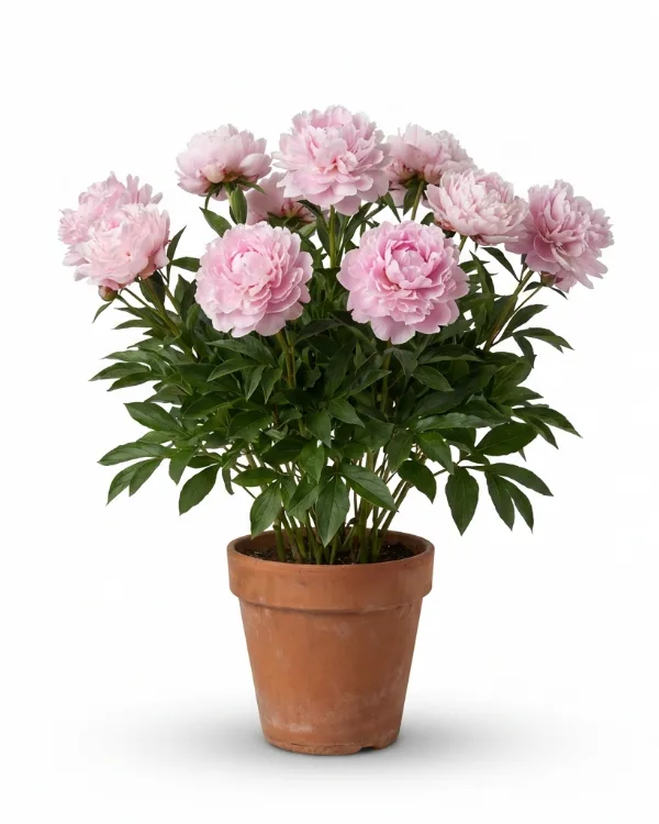 Luktpion — Paeonia lactiflora 'Sarah Bernhardt'