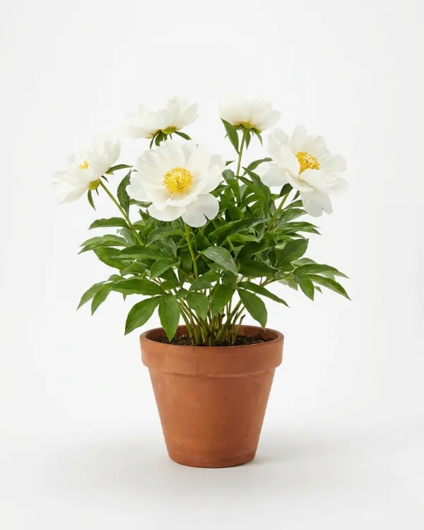 Luktpion — Paeonia lactiflora 'White Wings'