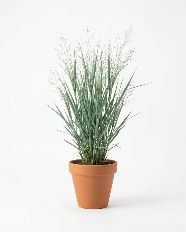 Jungfruhirs — Panicum virgatum 'Heavy Metal'