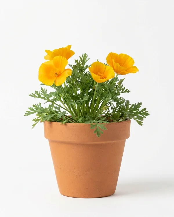Sibirisk vallmo — Papaver croceum 'Gartenzwerg'