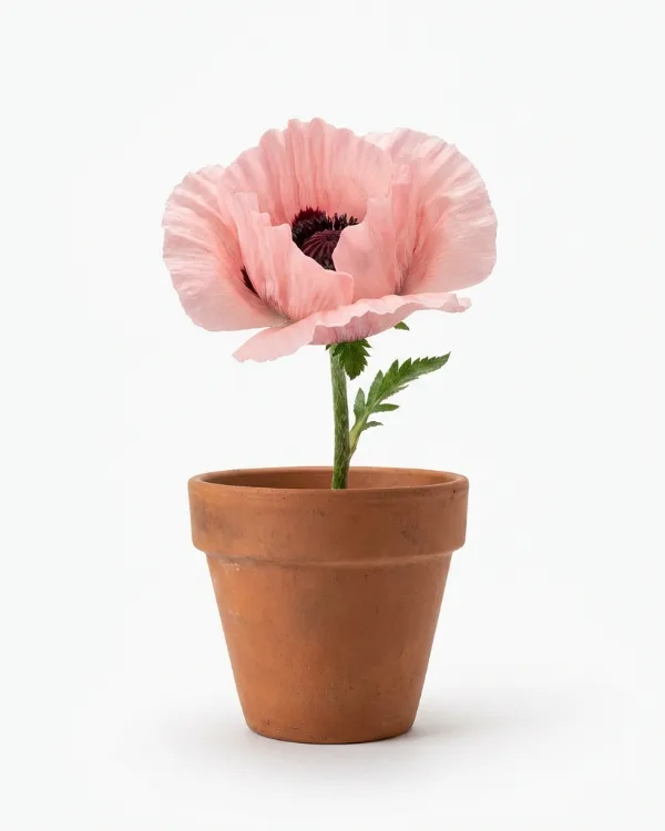 Jättevallmo — Papaver orientale 'Prinzessin Viktoria Louise'