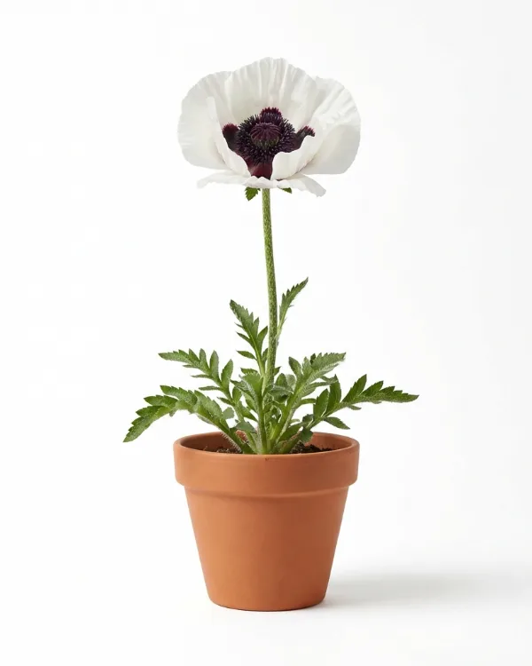 Jättevallmo — Papaver orientale 'Royal Wedding'