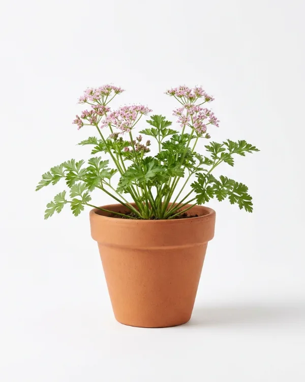 Slätbladig persilja — Petroselinum crispum