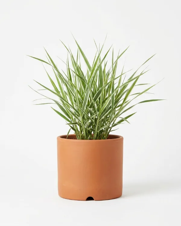 Randgräs — Phalaris arundinacea 'Picta'