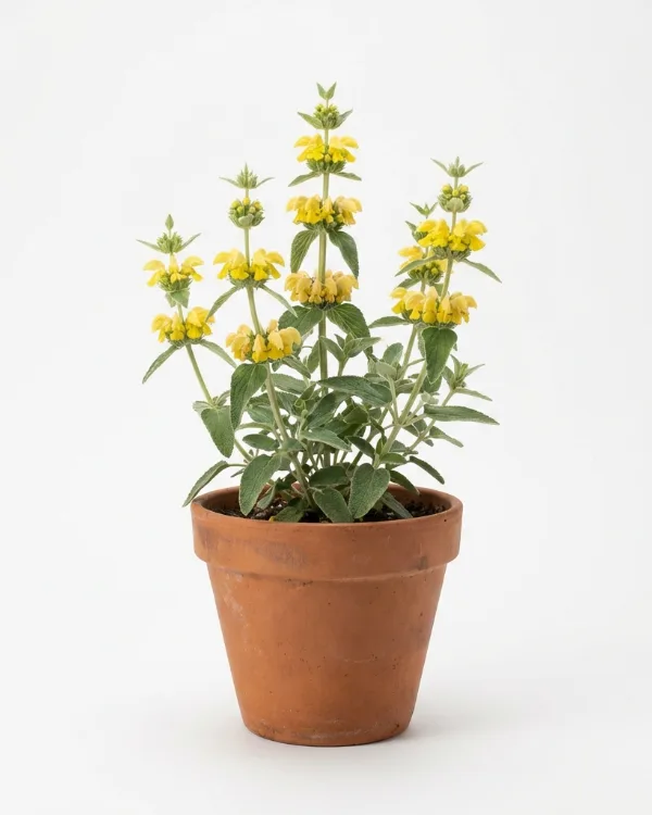 Lejonsvans (liten kruka) — Phlomis russeliana (liten kruka)