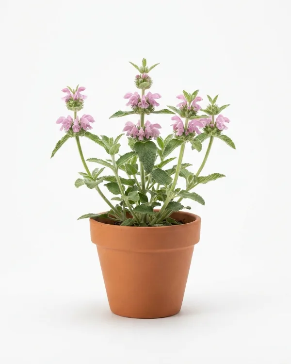 Röd lejonsvans — Phlomoides tuberosa 'Amazone' (Phlomis)