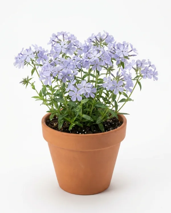 Blåflox — Phlox divaricata 'Clouds of Perfume'