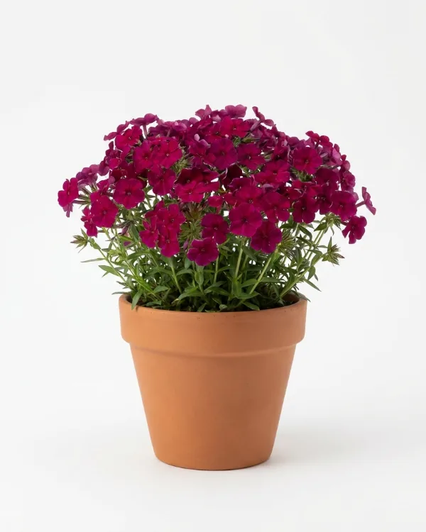 Kuddflox — Phlox douglasii 'Red Admiral' Ny 2026
